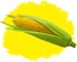 Кукуруза