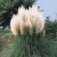 Кортадерия Альба