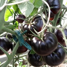 Томат Черная прелесть (Black Beauty)
