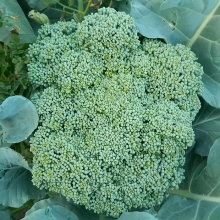 Капуста Тонус