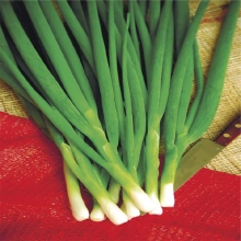 Лук Апрельский