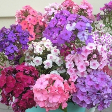 Флокс Царский ларец (метельчатый)