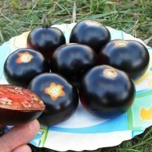 Томат Каштановый шоколад (Chestnut Chocolate)