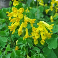 Кордиалис Ело