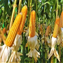 Кукуруза Попкорн