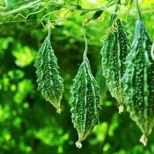 Момордика Дракоша (индийский гранат)