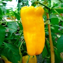 Перец Aмериканская Корона Жёлтая (American Crown Yellow) (большой пакет)