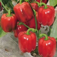 Перец Гусарский Кубок