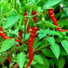 Перец  Long Cayenne итальянский (большой пакет)