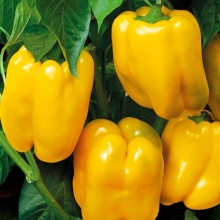 Перец Желтый колокол
