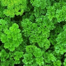 Петрушка Кружево (кудрявая)