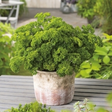 Петрушка Ароматная аллея (кудрявая)