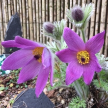 Прострел Pinwheel Blue Violet Shades (большой пакет)