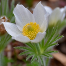 Прострел Pinwheel White (большой пакет)