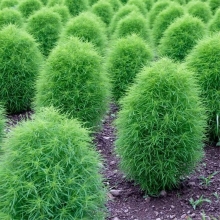 Кохия Летний кипарис (веничная)