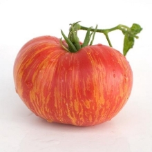 Томат Гном Бьюти Кинг (Dwarf Beauty King)