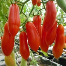 Томат Самкон 12 F1