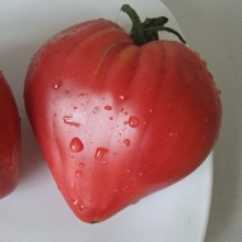 Томат Знаменитая Клубника Миссис Шлаубо (большой пакет)