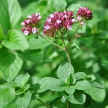 Душица Мила (орегано)