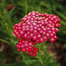 Тысячелистник Красный Бархат (ахиллея)