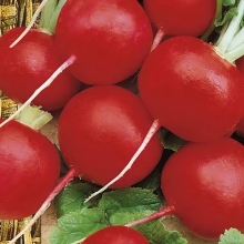 Редис Жара